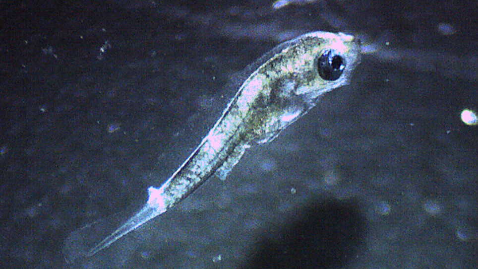 Larva de salmonetes binoculares en el anillo de agua de Latimeria (Cortesía)
