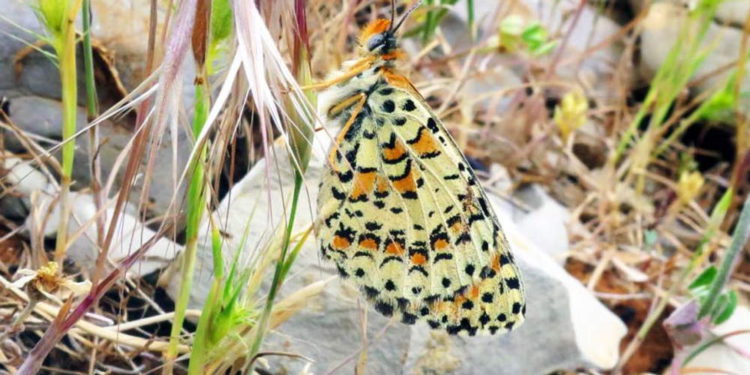 Mariposa desconocida encontrada escondida a simple vista en Israel