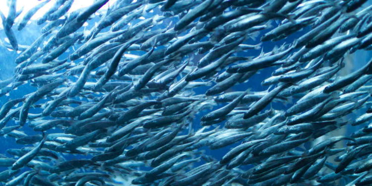Latimeria, agua de mar artificial para mejorar cría de peces