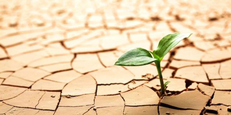 Ciencia israelí: plantas que resisten sequías