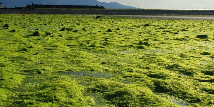 Israel produce nuevo superalimento: algas orgánicas cultivadas en el desierto - Seakura