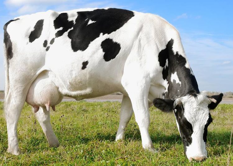 Las vacas israelíes son las mejores productoras de leche del mundo