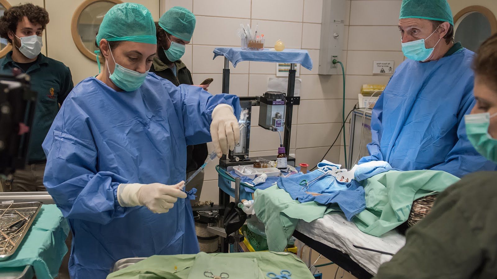 Un miembro del equipo Arca de la Vida, en el Hospital de Animales del Ramat Gan Safari, toma muestras de tejido de un animal. A la der., el doctor Yigal Horowitz, veterinario jefe. Foto de Ofer Brill.