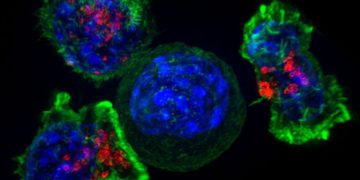 Las células asesinas T podrían destruir tumores cancerosos