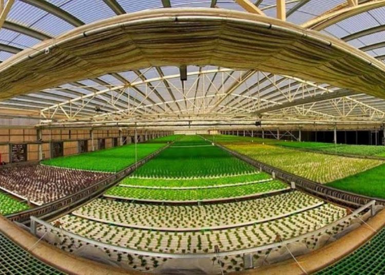 Tecnología agrícola israelí transforma una azotea en un invernadero aeropónico
