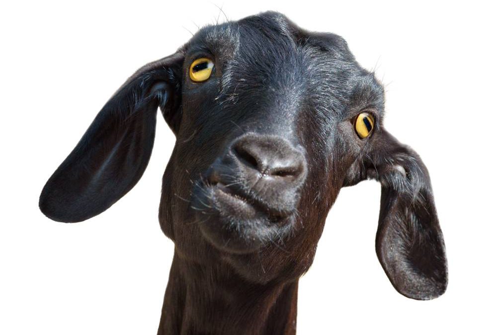 La “cabra negra” prosperará nuevamente en Israel