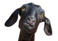 La “cabra negra” prosperará nuevamente en Israel