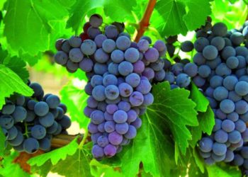 Expertos israelíes desarrollan uvas que crecen todo el año