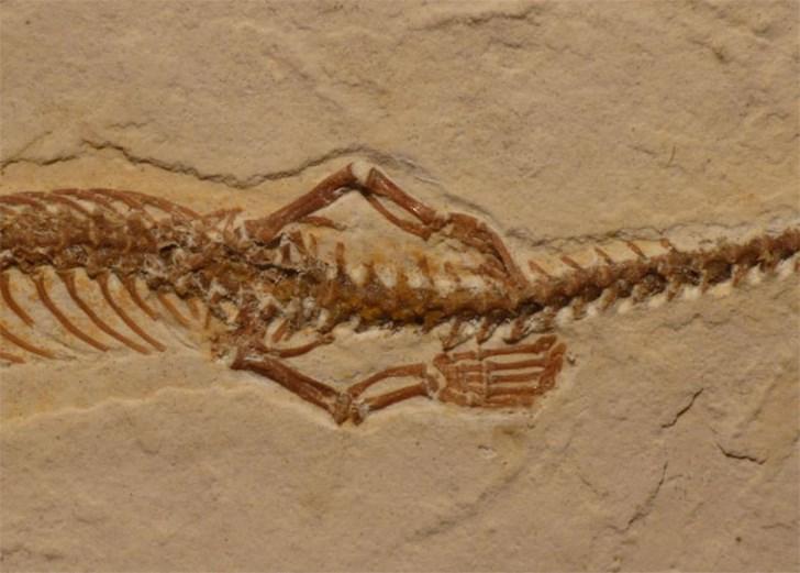 Tetrapodophis, extremidad posterior