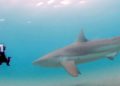¿Qué está atrayendo a decenas de tiburones hembra a la costa de Israel cada año?
