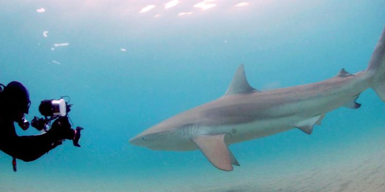 ¿Qué está atrayendo a decenas de tiburones hembra a la costa de Israel cada año?
