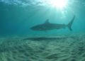 Los tiburones vuelven a las costas de Israel