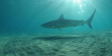 Los tiburones vuelven a las costas de Israel