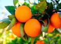 ¿Cómo pasó Israel de exportar naranjas a ser una Startup Nation?