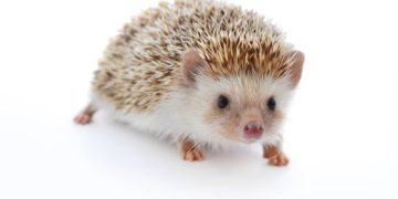 Veterinarios israelíes decidieron poner a dieta a los erizos