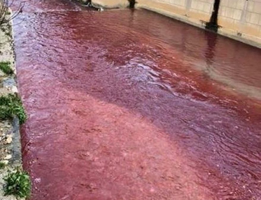Preocupación en Líbano por coloración roja del río Bardawni