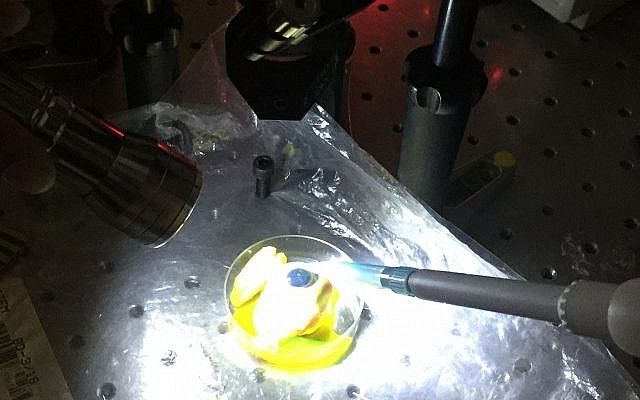 Aplicación de Nano-Drops en la córnea de un ojo de cerdo con una pipeta calibrada (Bar-Ilan University)