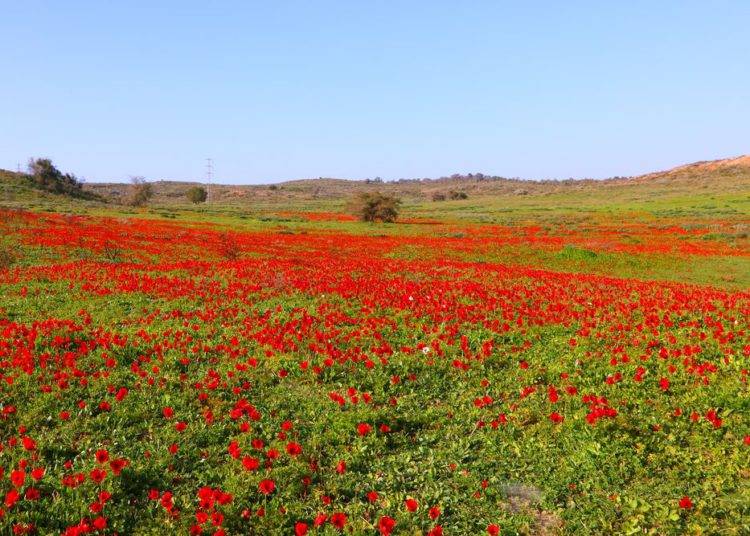 https://israelnoticias.com/tecnologia/israel-biotecnologia-nibn-neguev/