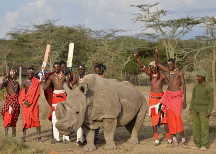 El último macho de rinoceronte blanco septentrional muere en Kenia