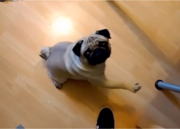 Hombre que enseñó a perro saludo nazi declarado culpable de delito de odio