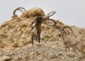 Los íbices machos traban sus cuernos en el desierto de Judea