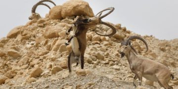 Los íbices machos traban sus cuernos en el desierto de Judea