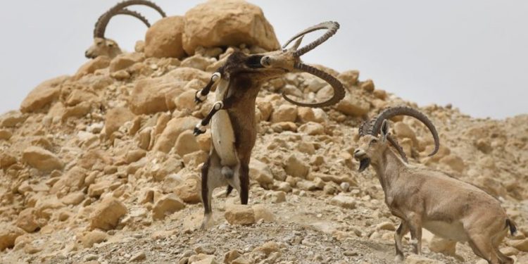 Los íbices machos traban sus cuernos en el desierto de Judea