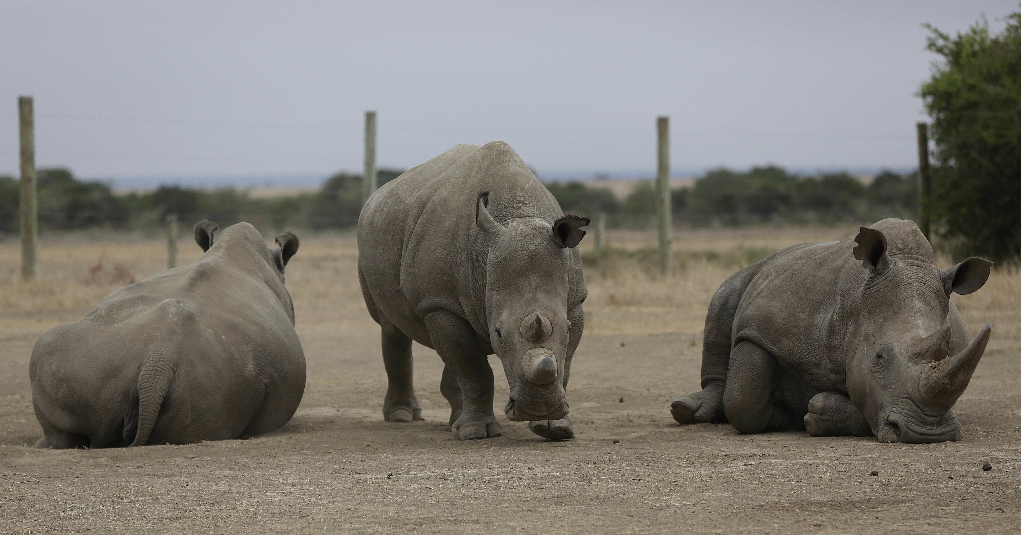 Fatu, centro, y Najin, izquierda, los únicos dos rinocerontes blancos del norte que quedan en el mundo, pastan donde son custodiados para la observación, en Ol Pejeta Conservancy en el condado de Laikipia en Kenia, 2 de marzo de 2018. El único macho restante del norte el rinoceronte blanco, Sudán de 45 años, cuya muerte fue anunciada el 20 de marzo de 2018, se ve a la derecha. (AP Photo / Sunday Alamba)