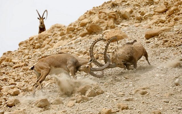 Íbices luchan entre sí durante el ciclo Estral de la especie en la reserva natural de Ein Gedi a lo largo del mar Muerto en el desierto de Judea el 24 de marzo de 2018. (AFP PHOTO / MENAHEM KAHANA)