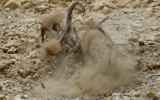 Íbices luchan entre sí durante el ciclo Estral de la especie en la reserva natural de Ein Gedi a lo largo del Mar Muerto en el desierto de Judea el 24 de marzo de 2018. (AFP PHOTO / MENAHEM KAHANA)