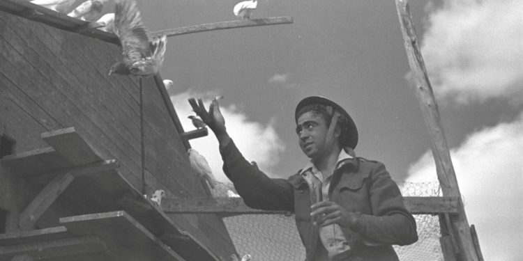 Palomas, guerreros alados que ayudaron a Israel en la victoria hace 70 años