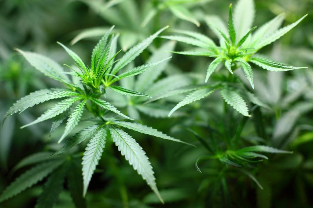 Los pacientes pueden obtener marihuana medicinal en dosis exactas con el inhalador creado por la compañía de Tel Aviv (https://pixabay.com/en/seedling-cannabis-marijuana-1062908/)