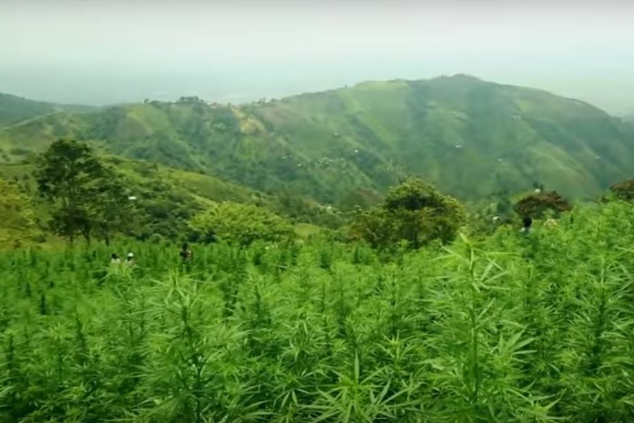 Campos de marihuana en Colombia. (Captura de pantalla de YouTube)