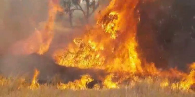 Cometa incendiaria de Gaza inicia incendio forestal en Israel