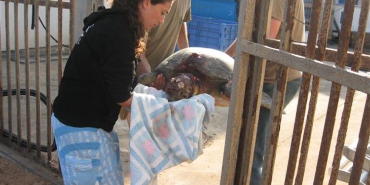 10 meses en prisión por abuso fatal contra una tortuga marina