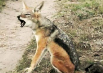 Vídeo: chacal ataca un campamento israelí en el Valle del Jordán