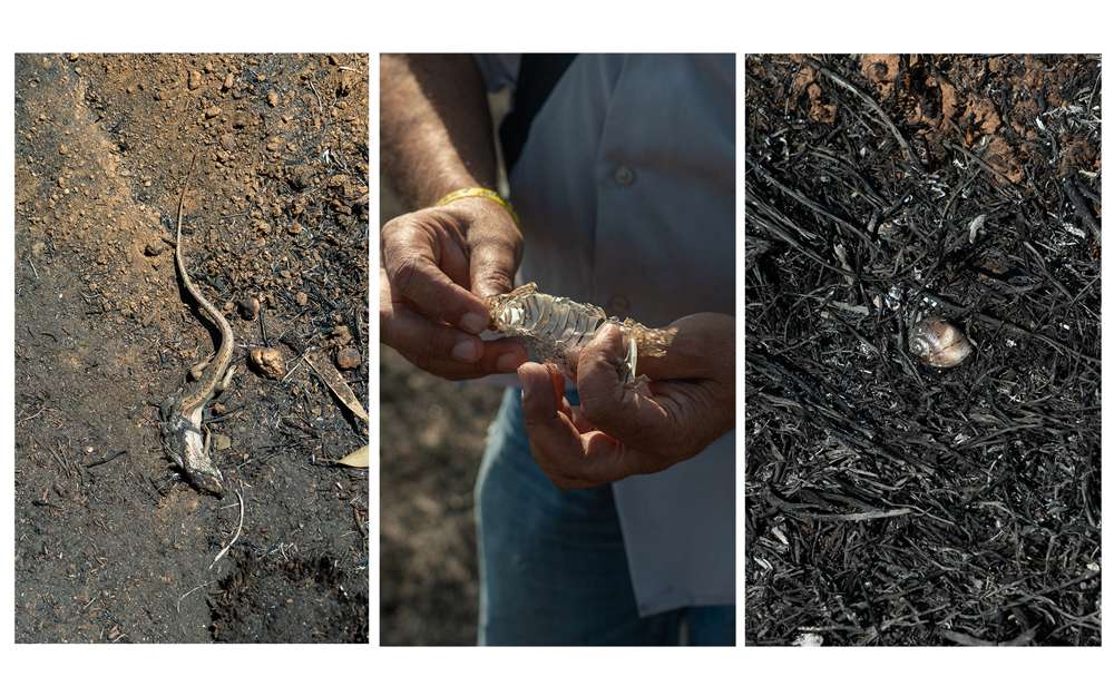 Los forestales rutinariamente encuentran animales muertos por los incendios después de que son apagados, incluyendo lagartos, serpientes y caracoles, el 6 de junio de 2018. (Luke Tress / Times of Israel)
