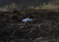 Imágenes misteriosas muestran ave solitaria en campo israelí quemado cerca de Gaza