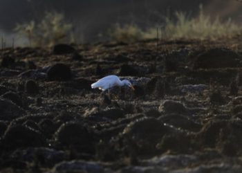 Imágenes misteriosas muestran ave solitaria en campo israelí quemado cerca de Gaza