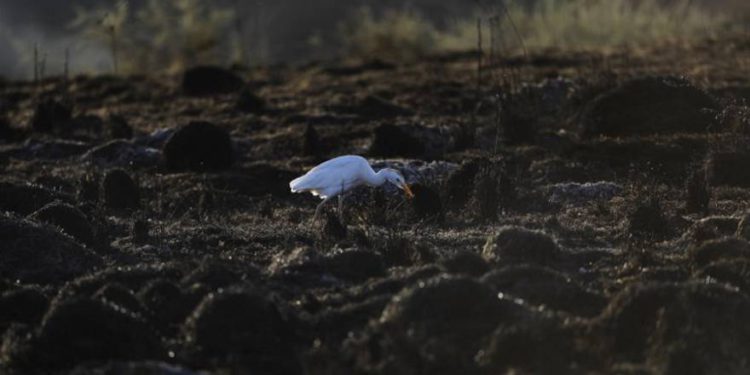 Imágenes misteriosas muestran ave solitaria en campo israelí quemado cerca de Gaza