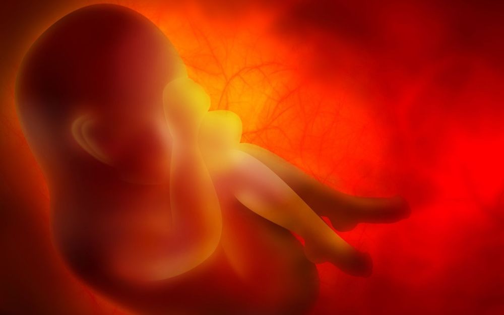 Imagen ilustrativa de un embrión (Zffoto; iStock de Getty Images)