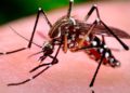 Científico israelí desarrolló pesticida biológico que ataca a mosquitos portadores de enfermedades