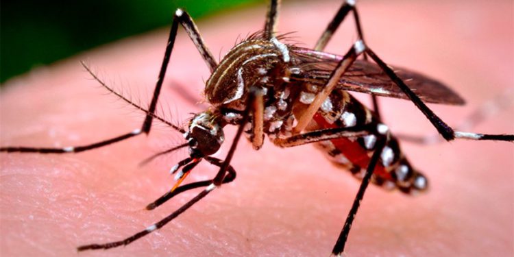Científico israelí desarrolló pesticida biológico que ataca a mosquitos portadores de enfermedades