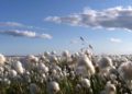 Empresa israelí desarrollará algodón resistente a insectos con productor de semillas brasilero