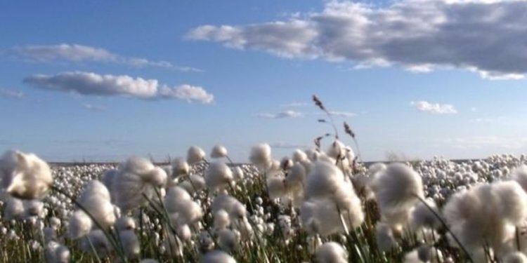 Empresa israelí desarrollará algodón resistente a insectos con productor de semillas brasilero