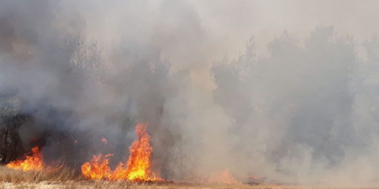 Incendio causado por cometas y globos incendiarios (Foto: Consejo Regional de Eshkol)