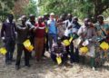 Señuelo israelí contra “la mosca de la fruta” ayuda a salvar cosecha de mango en Togo
