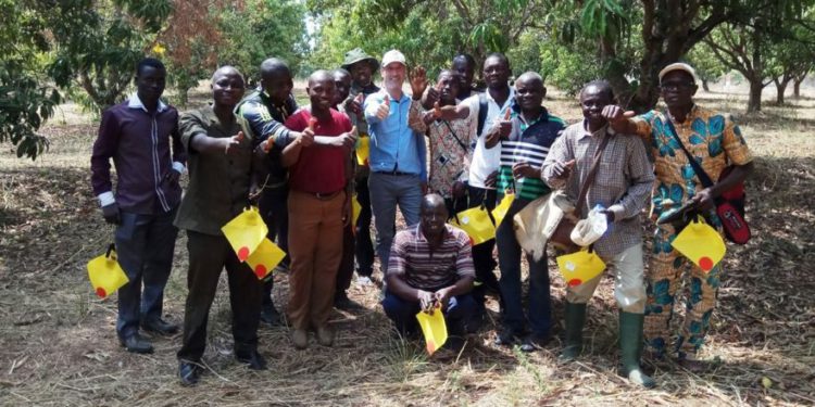 Señuelo israelí contra “la mosca de la fruta” ayuda a salvar cosecha de mango en Togo