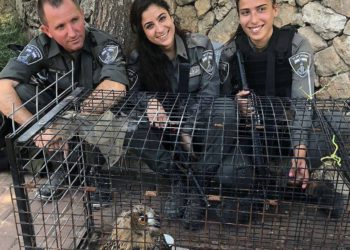 Policía rescata enorme búho atrapado en valla de seguridad cerca de Jerusalem