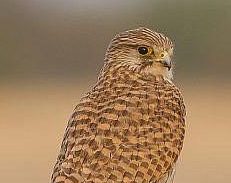 Ilustrativo: Un halcón común o cernícalo vulgar (Falco tinnunculus), fotografiado en Rajastán, India, el 14 de febrero de 2013. (Wikipedia / Ceniza de Dibyendu / CC BY-SA)